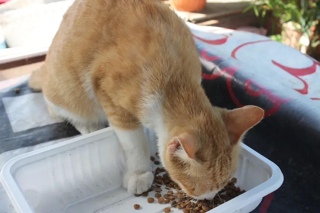 A Cat Food Can Organizer for Easy Access (Image Credits: Unsplash)