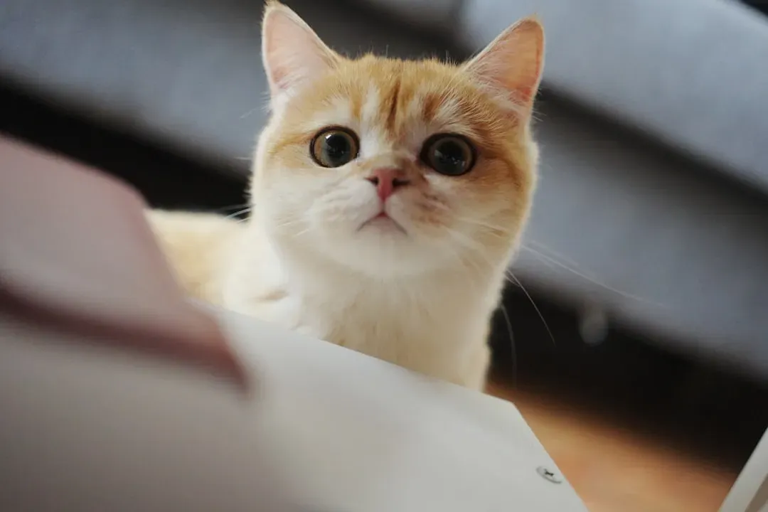 The 'I Want to Play' Stare (Image Credits: Unsplash)