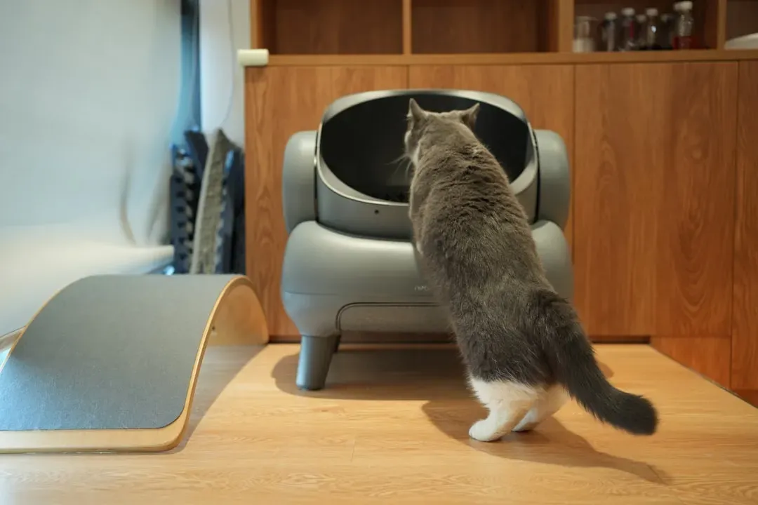 #10 - Forgetting the Litter Box Isn't Rebellion (Image Credits: Unsplash)