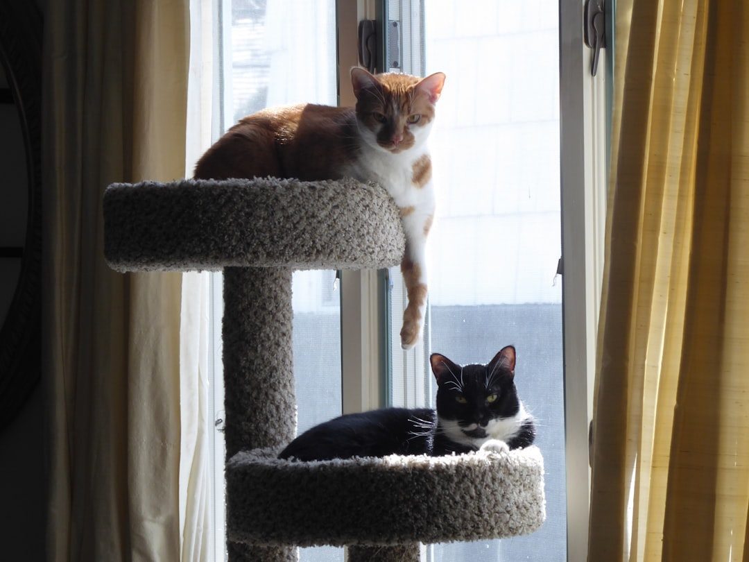 Cat Trees and Multi-Level Furniture – The Observation Deck (Image Credits: Unsplash)