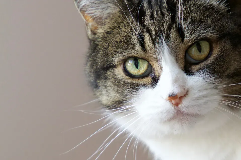 Your Cat's Brain Has More Going On Than You Think (Image Credits: Stocksnap)