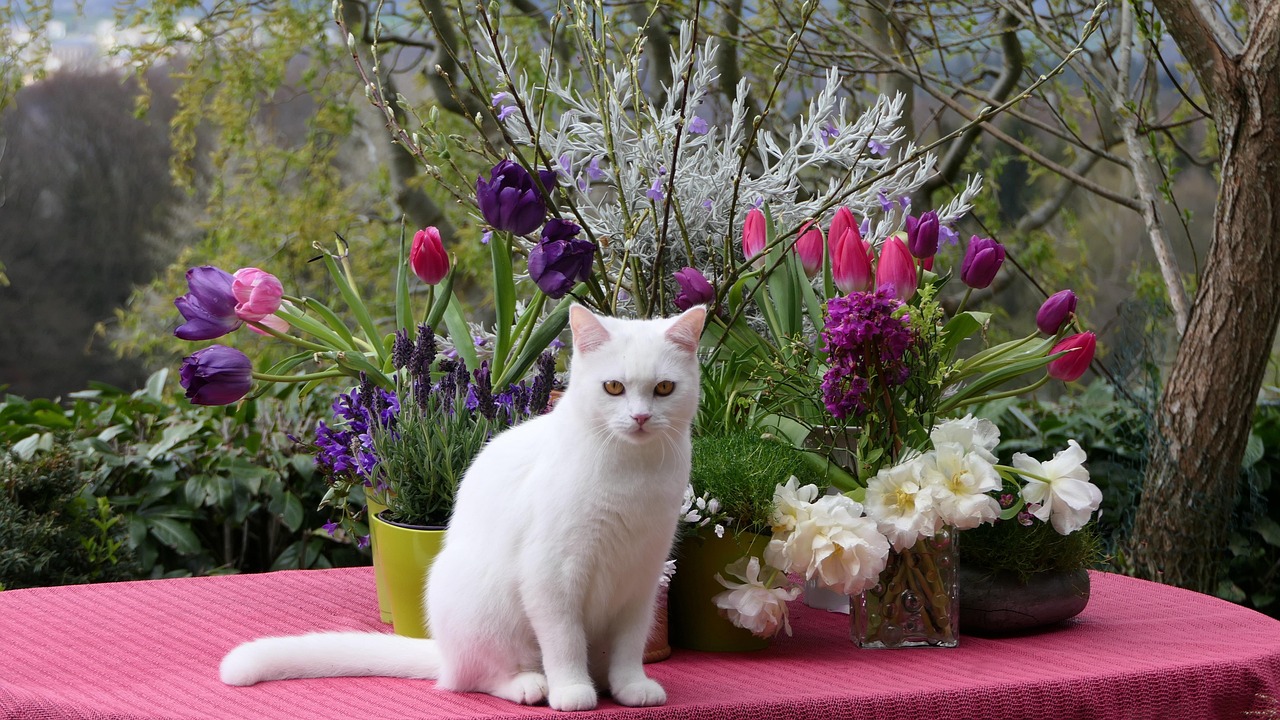 Turkish Van Cats (Image Credits: Pixabay)
