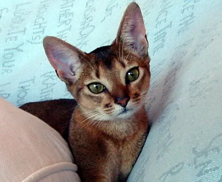 #1 Abyssinian (Image Credits: Flickr)