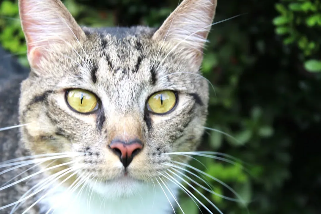 5. Whiskers Are Spread All Over the Body, Not Just the Face (Image Credits: Unsplash)