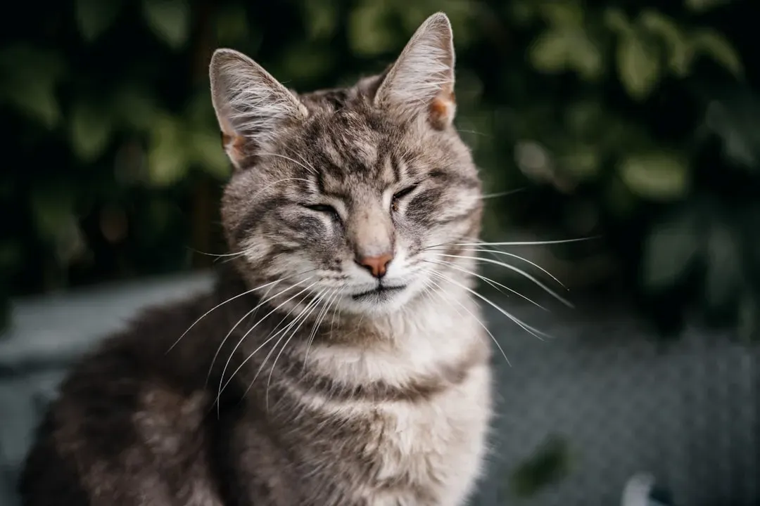 Half-Closed Eyes: The Look of Pure Contentment (Image Credits: Unsplash)