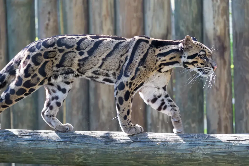 Solitary, Secretive, and Rarely Seen Together (Eric Kilby, Flickr, CC BY-SA 2.0)