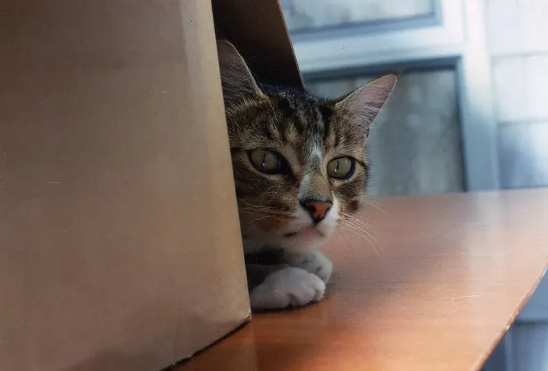 Hunting Practice Never Goes Out of Style (Image Credits: Flickr)