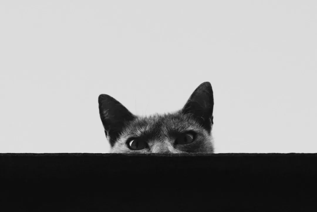 #2 Staring directly into their eyes (Image Credits: Unsplash)