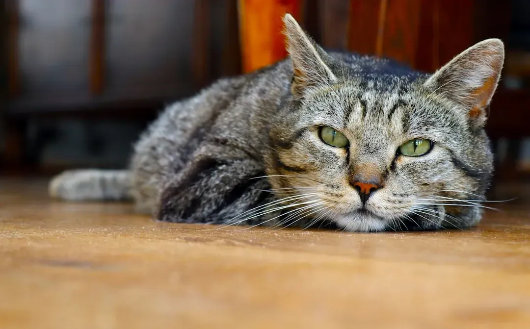 Boredom Has Made You Their Entire Entertainment System (Image Credits: Unsplash)