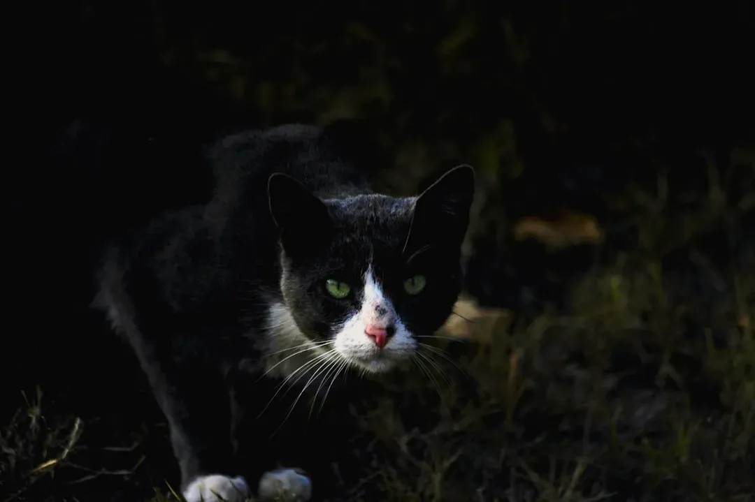 Myth 6: Cats Can See Perfectly in Complete Darkness (Image Credits: Unsplash)
