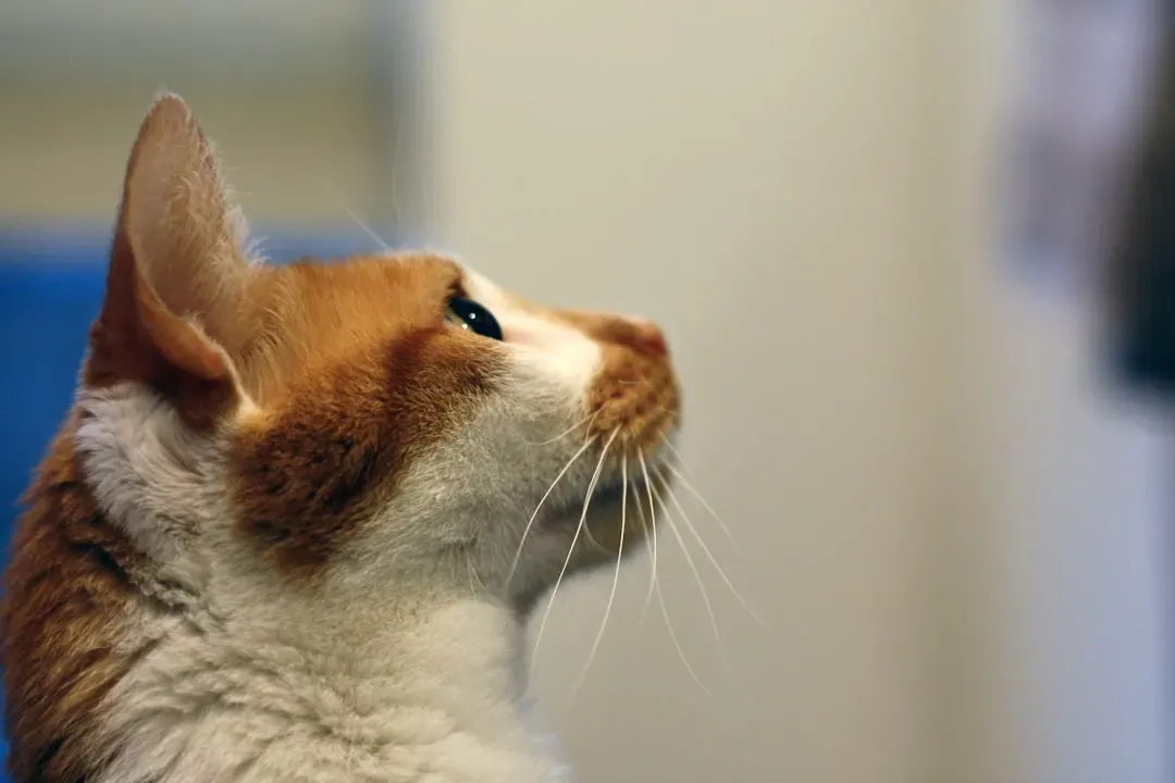 An Extraordinary Frequency Range That Leaves Humans Behind (Image Credits: Unsplash)