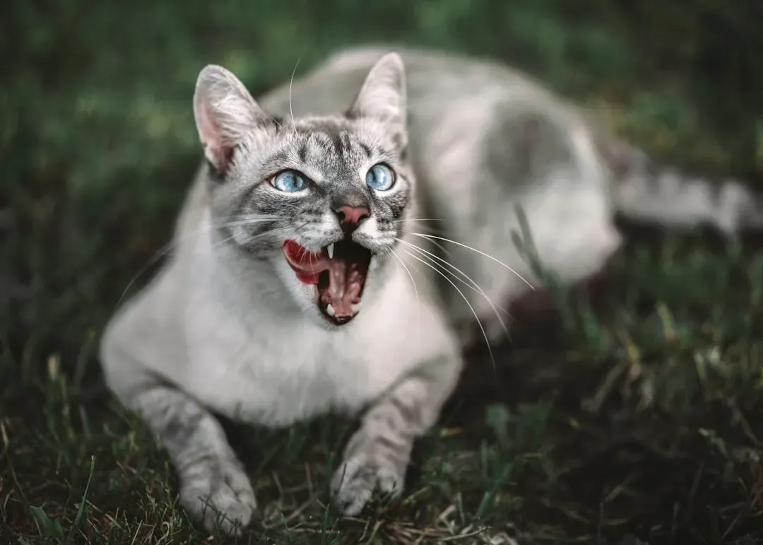 Practicing the Kill Bite (Image Credits: Unsplash)