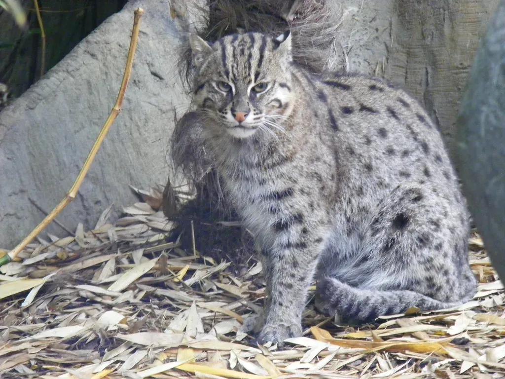 Conclusion: The Wetland's Ambassador Needs Our Attention (Image Credits: Flickr)