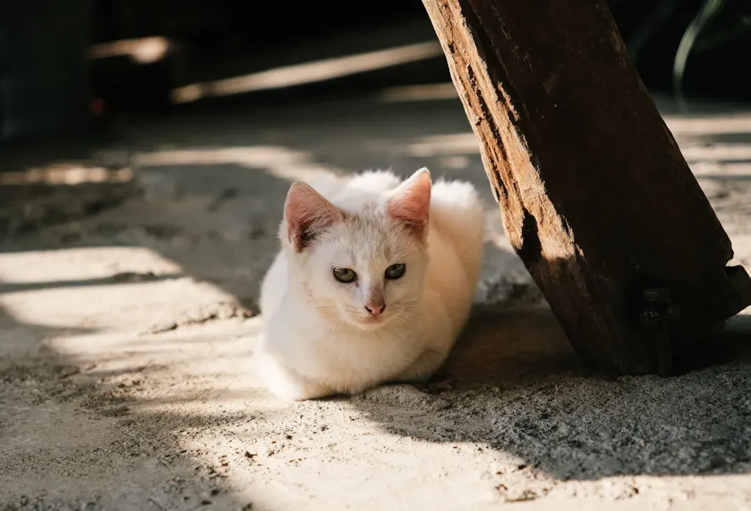 6. Cats Don't Need Much Care Because They're So Independent (Image Credits: Unsplash)