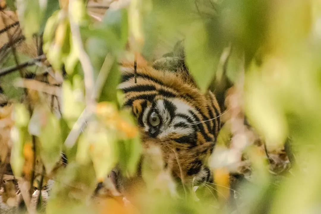 Ambush Predation as a Solo-Only Strategy (Image Credits: Unsplash)