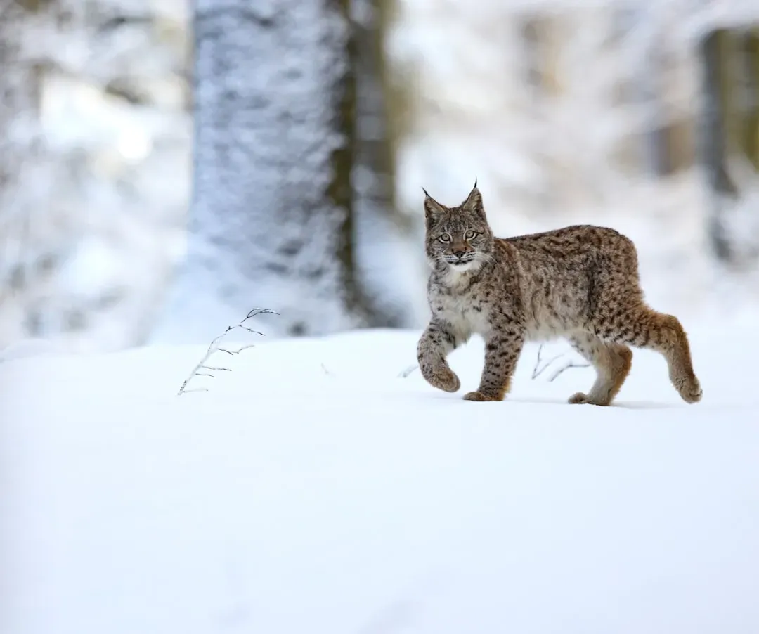 #5. It can travel enormous distances chasing its prey (Image Credits: Unsplash)