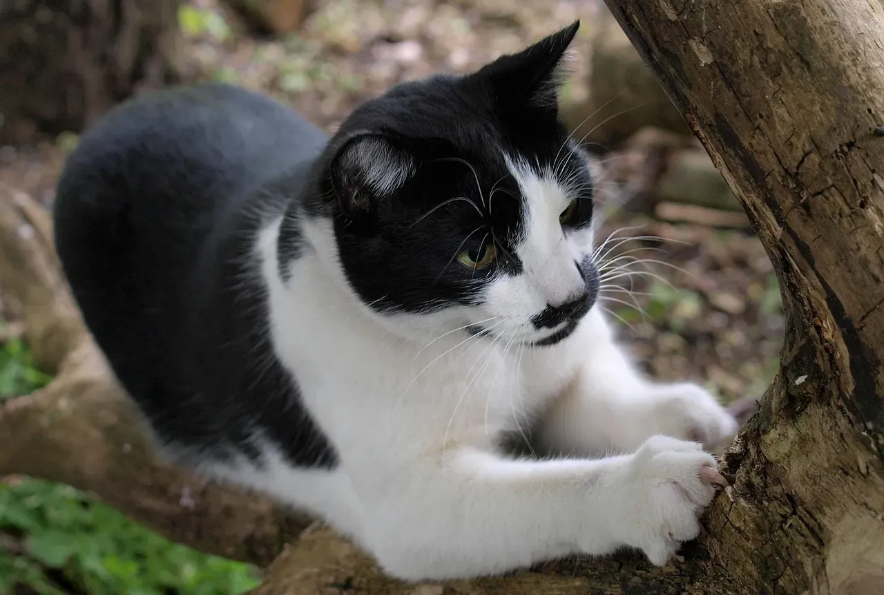 #2. Every scratch leaves a message humans cannot smell (Image Credits: Pixabay)