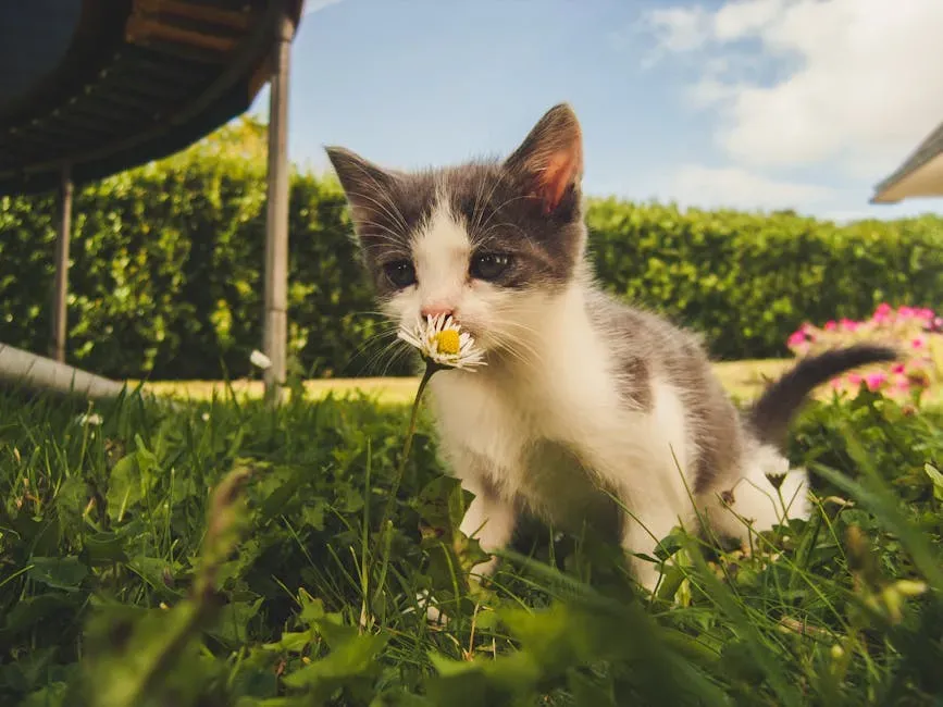 Kittens Are Born with Their Sense of Smell Already Switched On (Image Credits: Pexels)