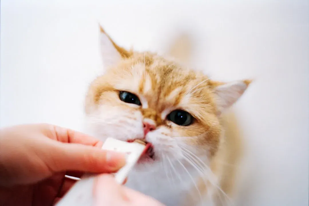 Neglecting Dental Care (Image Credits: Unsplash)