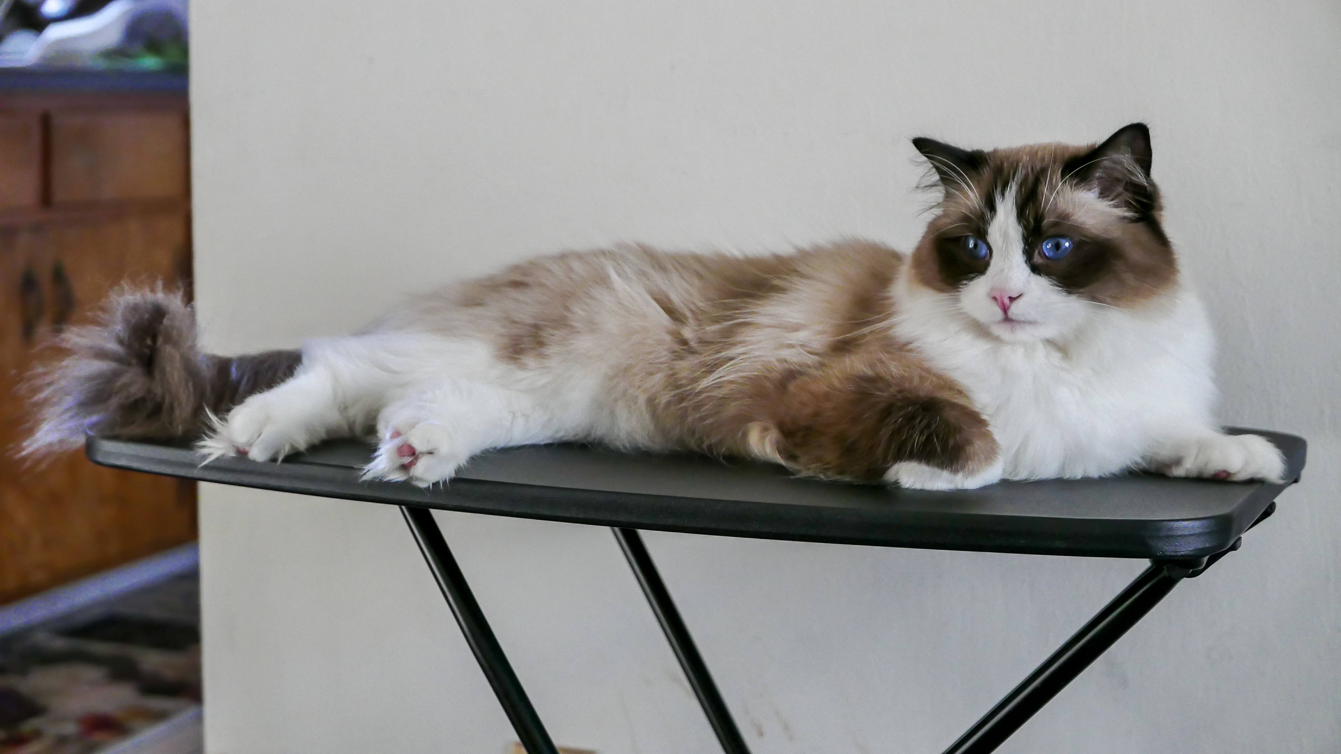 The Perfect Indoor Companions for Modern Life (Image Credits: Wikimedia)