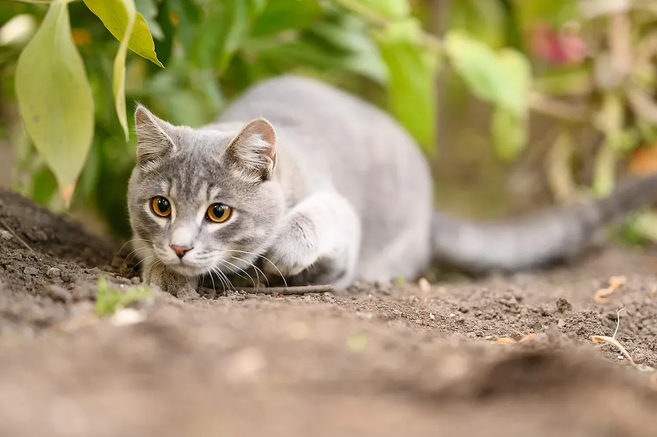 It Starts With the Hunter Hard‑Wired Inside Your Cat (Image Credits: Pixabay)