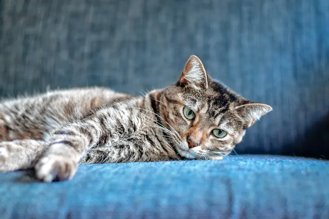 Why Stillness Between You and Your Cat Is Actually Doing Something (unsplash)
