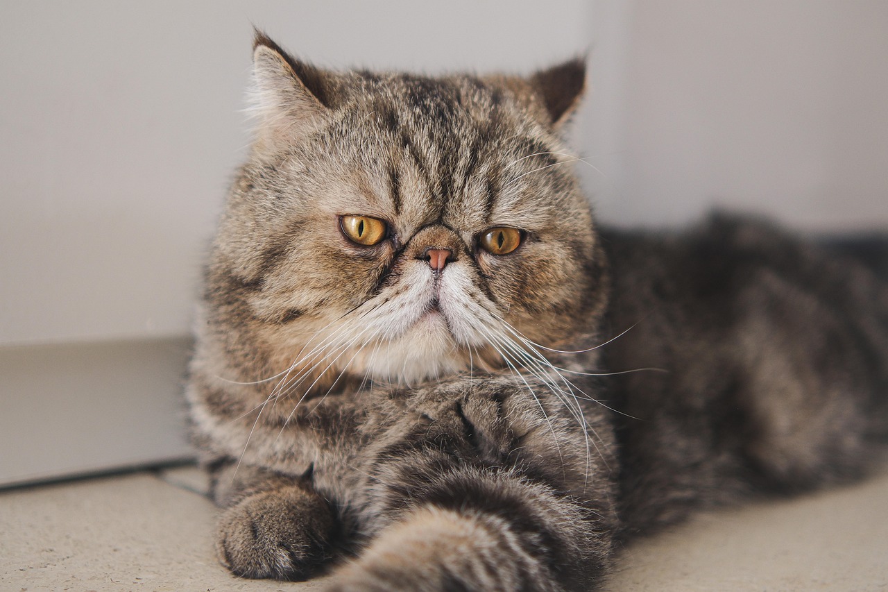 Exotic Shorthair: The Laid-Back Persian (Image Credits: Pixabay)