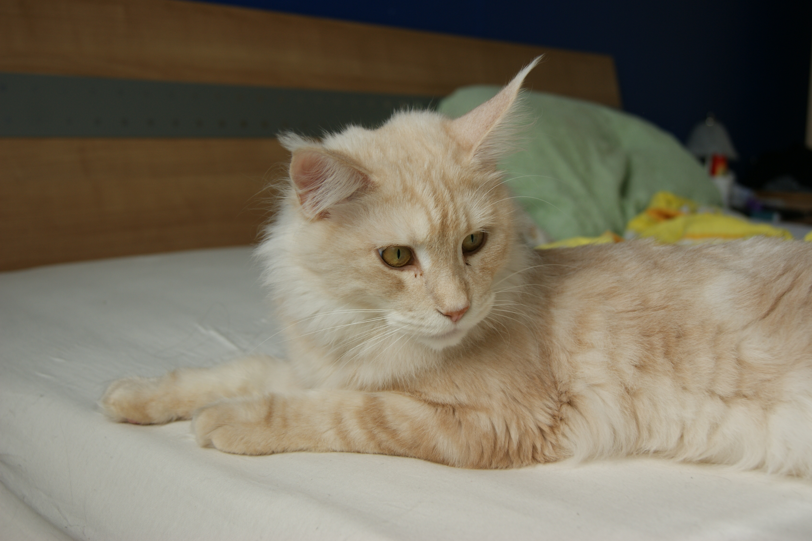 Conclusion (Image Credits: Wikimedia)