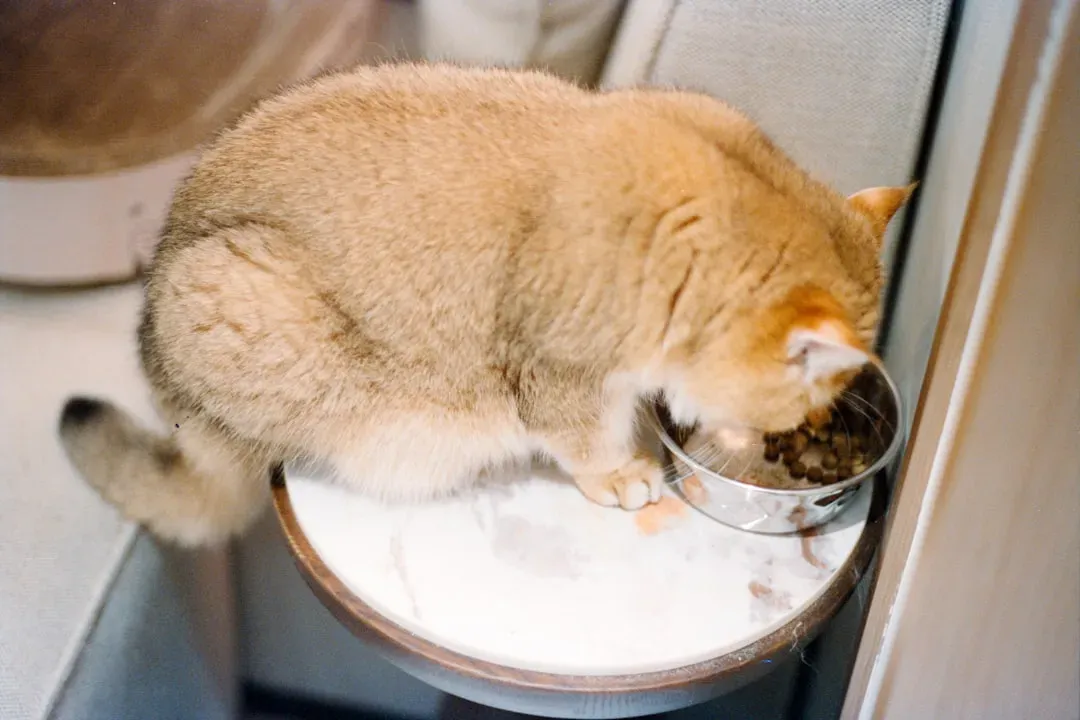 Protein, Carbs, and What Your Carnivore Really Needs (Image Credits: Unsplash)