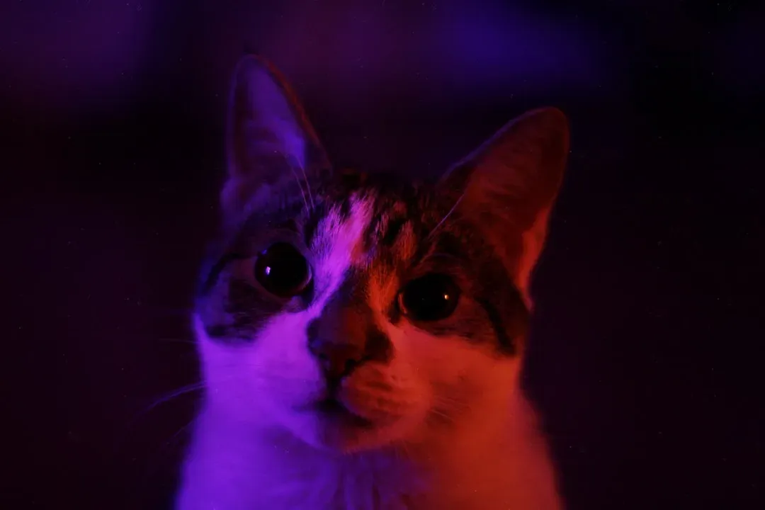 Seeing the Invisible: Cats and Ultraviolet Light (Image Credits: Unsplash)