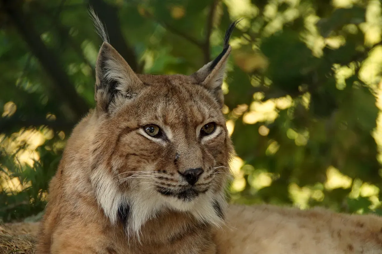 Libra: The Graceful Lynx's Balanced Approach (Image Credits: Pixabay)