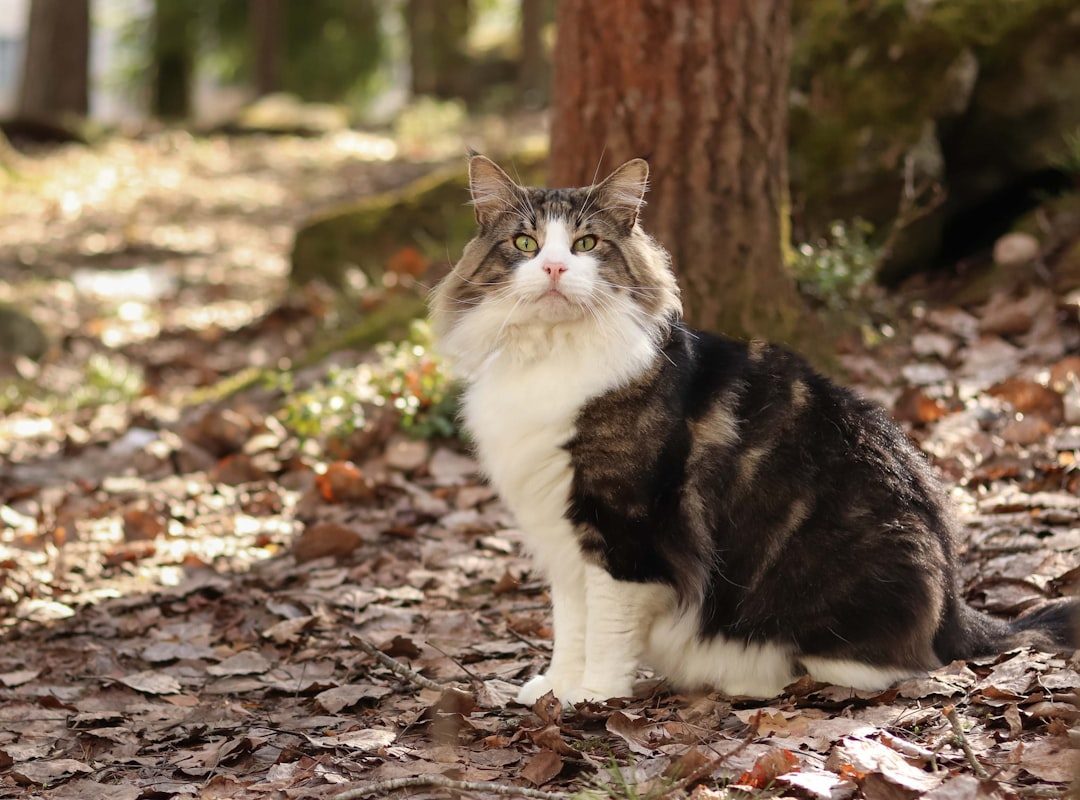 Norwegian Forest Cat: The Adventurous Climber (Better for Families) (Image Credits: Unsplash)