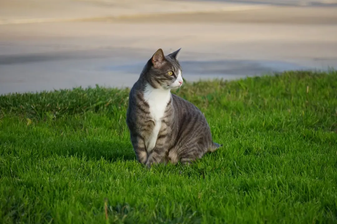 2. Real Grass Under Their Paws (Image Credits: Unsplash)
