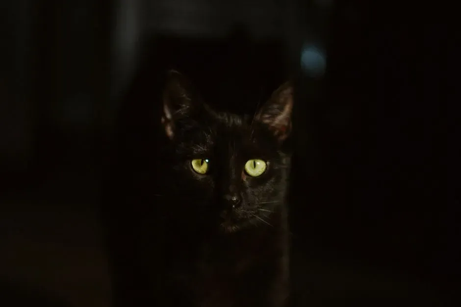 #2 Nighttime Energy Surges (Image Credits: Pexels)