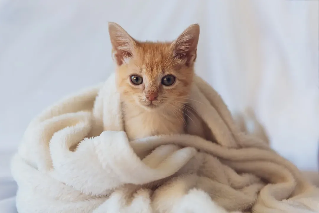 The Instinctual Roots of Blanket Love Go All the Way Back to Kittenhood (Image Credits: Unsplash)