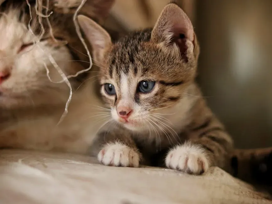 Early Life Experiences: How Kittens Learn What to Love (Image Credits: Pexels)