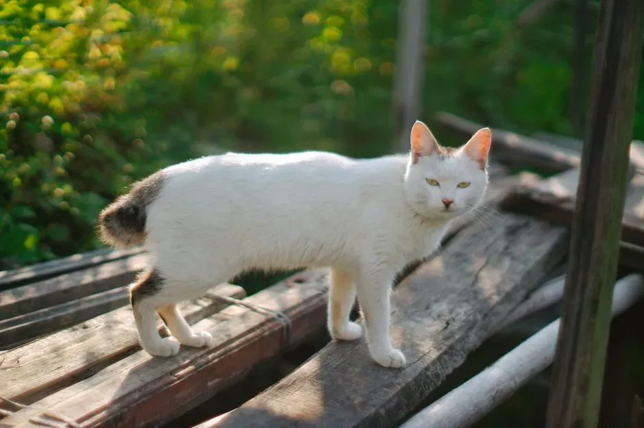 #5 - The Manx: Dog-Like Devotion Without the Tail (Image Credits: Pexels)