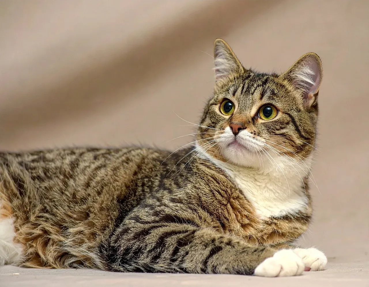 4. Whiskers Grow in More Places Than You Think (Image Credits: Pixabay)