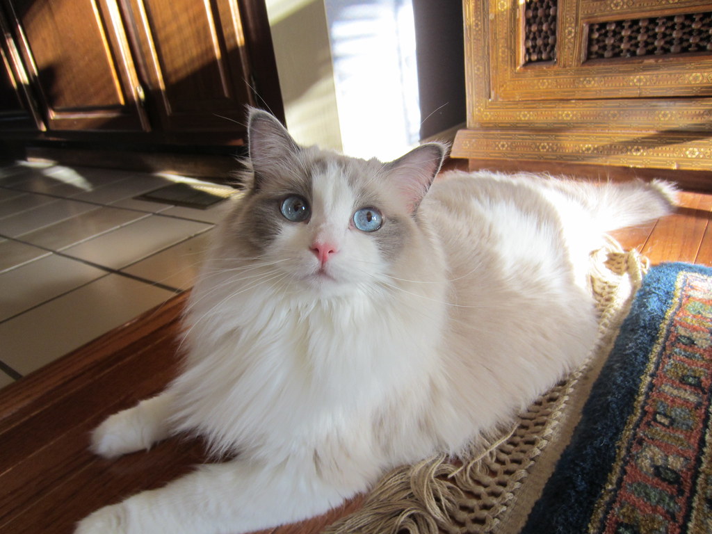 The Ragdoll (Image Credits: Flickr)