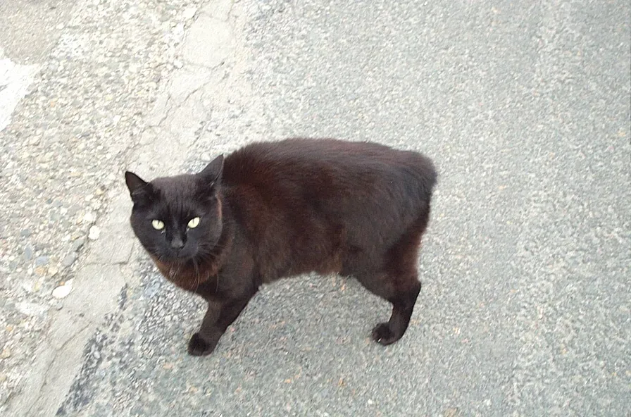#5 - Manx: The Tailless Watchdog of the Cat World (By Joachim Jesußek Joachim Jesußek, Public domain)