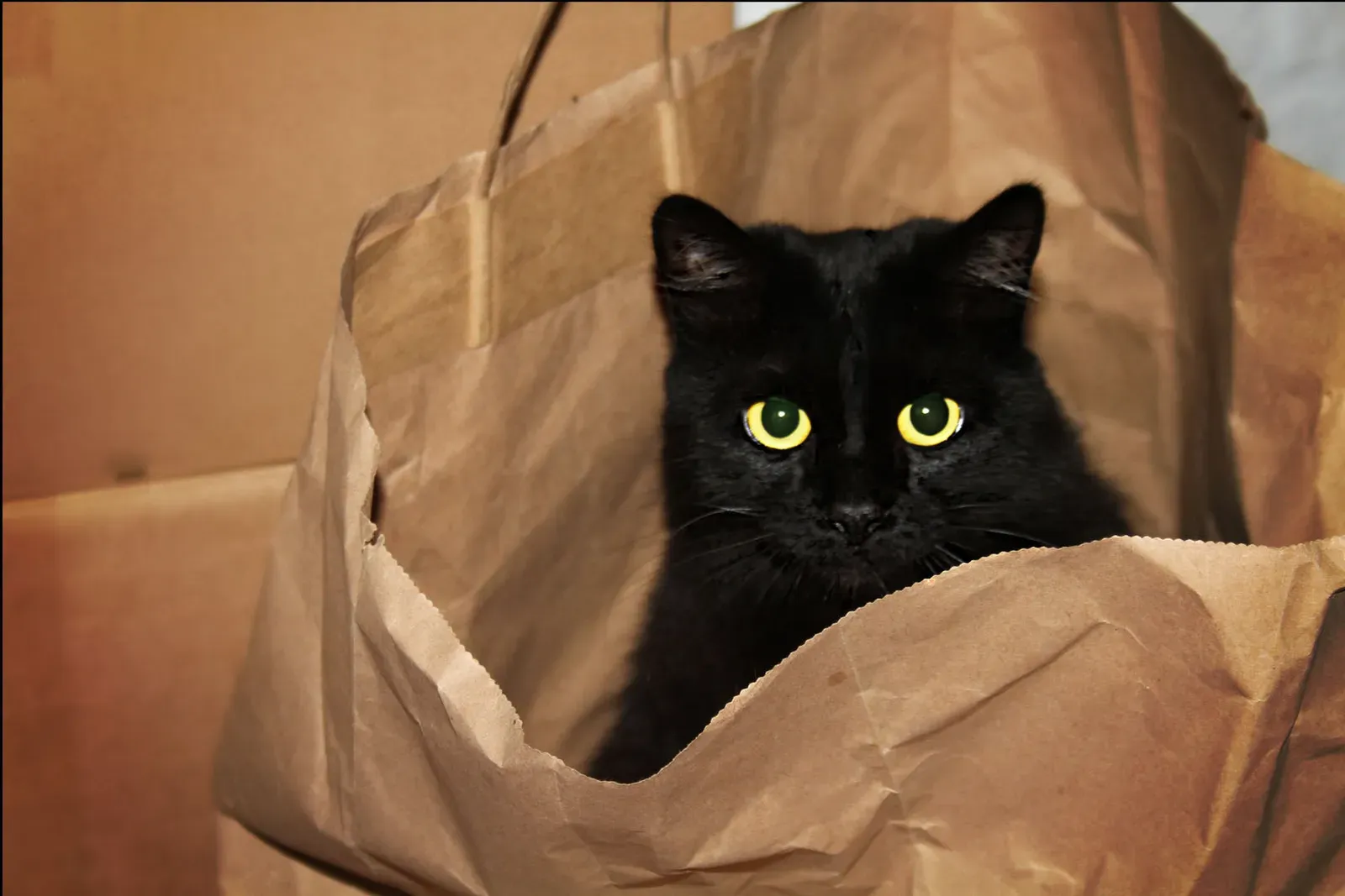 Paper Bags: The Crinkly Hideaway (Image Credits: Wikimedia)