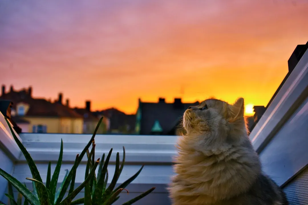 The Crepuscular Truth: Your Cat Is Not Actually a Night Owl (Image Credits: Unsplash)