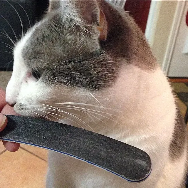 9. Nail Files and Grooming Items (CookingCinderella, Flickr, CC BY-SA 2.0)