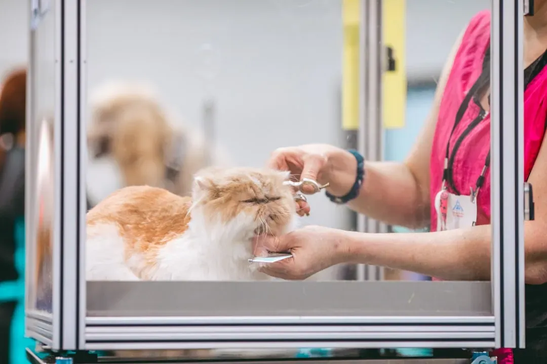 Persian Cats: The Ultimate Grooming Challenge (Image Credits: Unsplash)