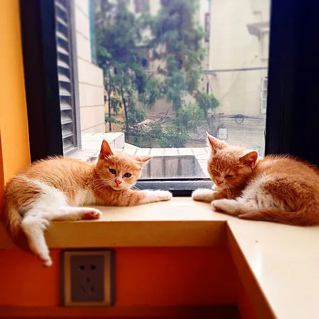 The Science Behind Your Cat's Window Obsession (Image Credits: Flickr)