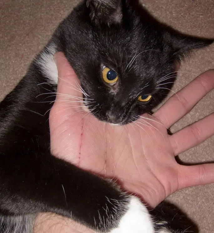 Conclusion: Turning Bites Into Clues, Not Betrayals (Image Credits: Flickr)