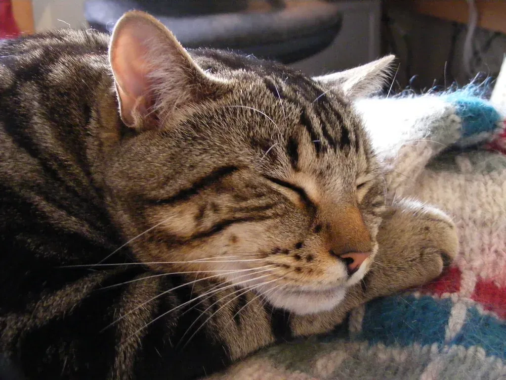 Should You Wake a Twitching Cat? (Image Credits: Flickr)