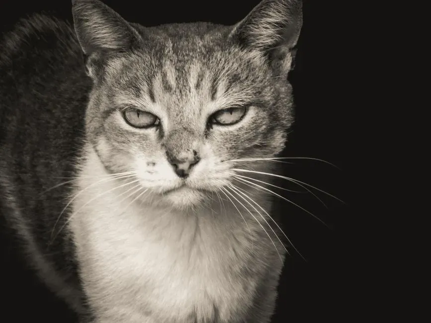 #24 - Cats Mirror the Mood of the Person They're Closest To (Image Credits: Pexels)