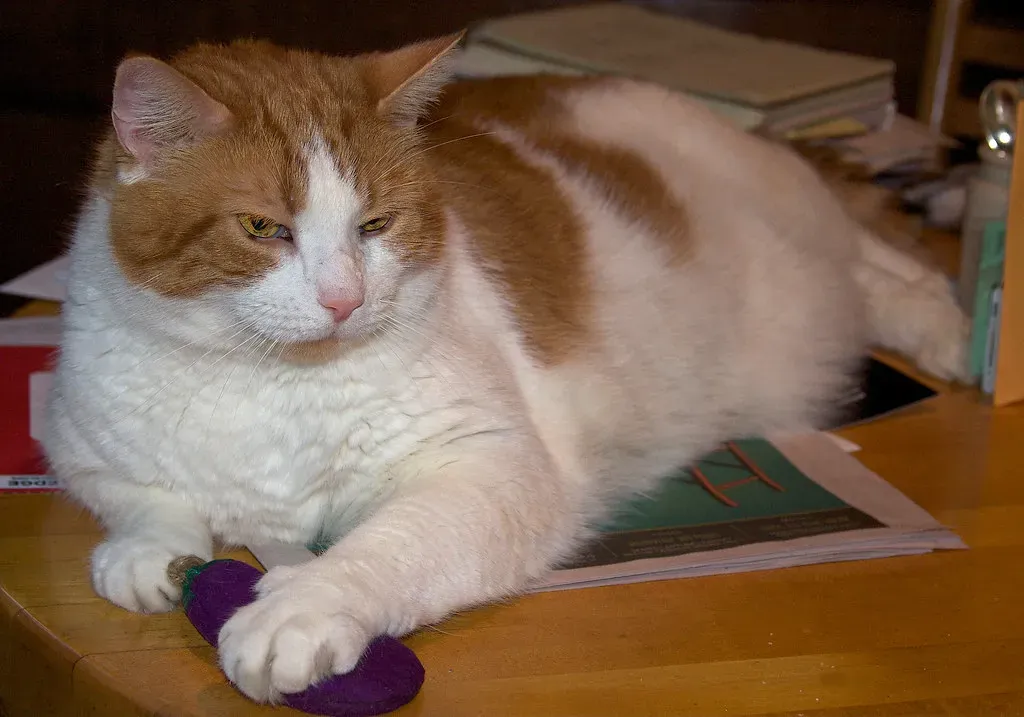 The Slow Blink of Pure Trust (Image Credits: Flickr)