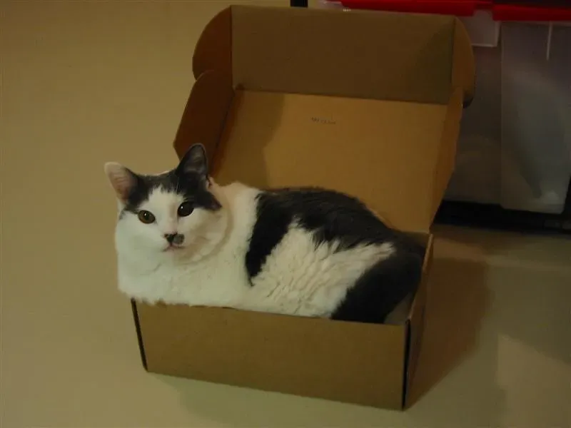 Why Your Cat Prefers the Box Over the Fancy Bed You Bought (wsmith, Flickr, CC BY 2.0)